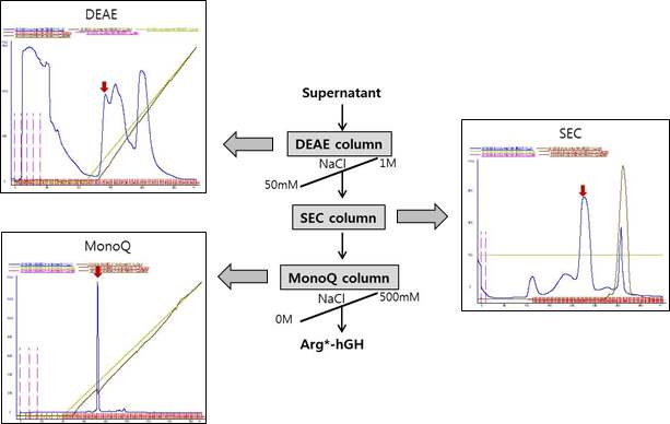 Figure 2. Production of Arg*-labeled hGH using the E. coli expression system