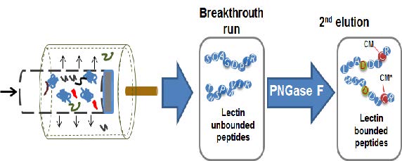 Figure 11. Schematic of microbore hollow fiber enzyme reactor (mHFER)-based lectin-specific glycoproteomics