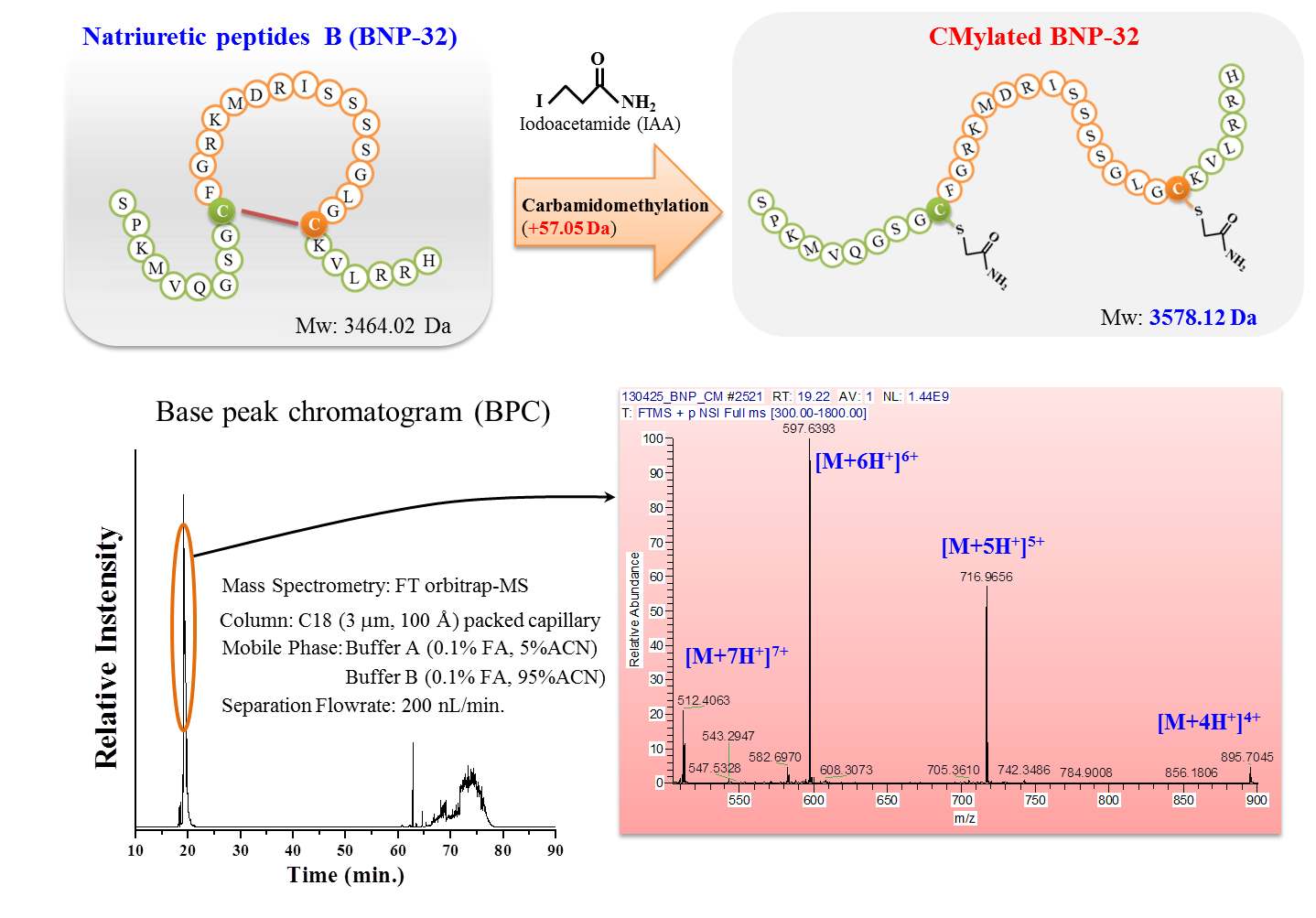 Figure 14. Schematic for the formation of targeted isotope-labeled BNP-32 by isotope-coded carbamidomethylation (iCCM) intended to determine the quantity of human serum BNP-32 (upper) and its application to shotgun proteomic experiments (bottom)