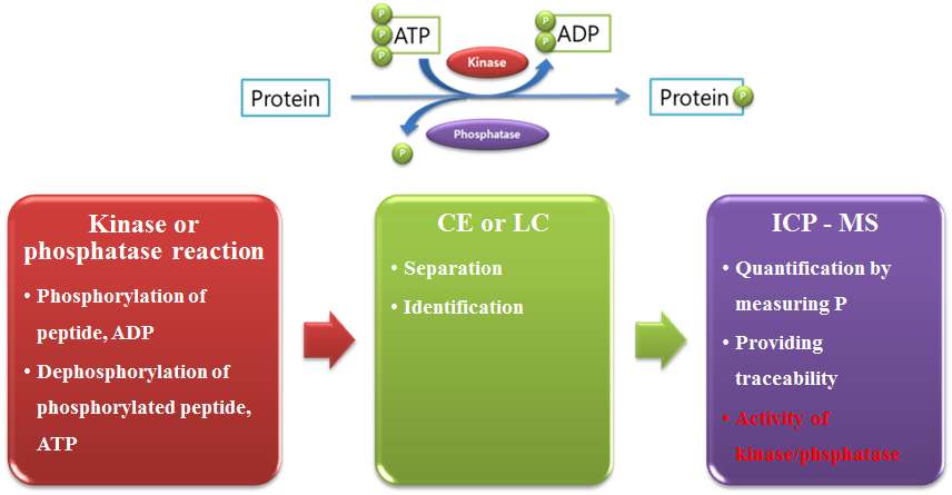 Figure 19. Concept of quantitative measurement of kinase activity with metrological traceability using CE-ICP/MS