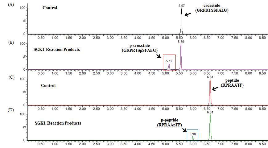 Figure 21. Typical chromatograms of reaction mixtures obtained by LC-MS from (A) control reaction containing crosstide but no SGK1 kinase, (B) phosphorylation reaction with both crosstide, and SGK1 kinase, (C) control reaction containing substrate peptide, RPRAATF, but no SGK1 kinase, (D) phosphorylation with both substrate peptide, RPRAATF, and SGK1 kinase