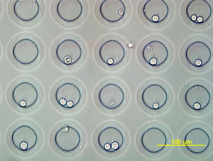 Figure 25. Daudi cells entrapped in PEG hydrogel wells of 50 μm in diameter. Most wells have zero, one, or two cells