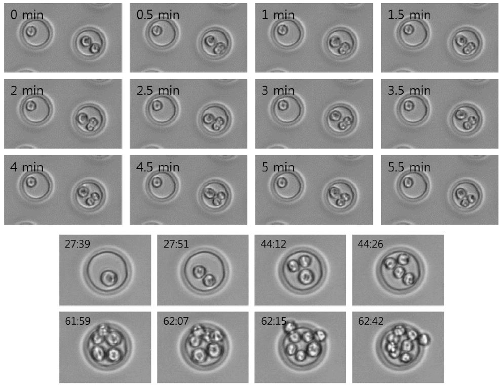 Figure 26. Time-series images of Daudi cell division. One division takes about 5 minutes (up) and one cell becomes eight cells in about 35 hours (down)