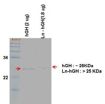Figure 29. Differentiation of hGH protein tagged with lanthanide from the untagged protein by Me-CAT procedures