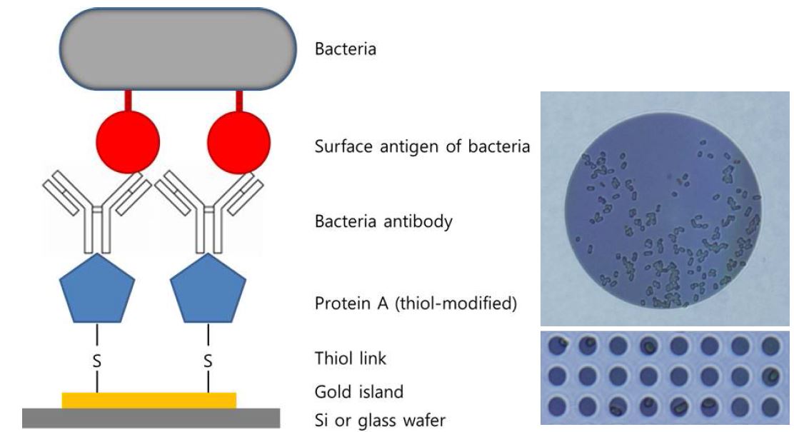 Figure 35. Schematic illustration of surface decoration and bacteria capture (left) and actual bacteria captured on Au patterns on glass (right)
