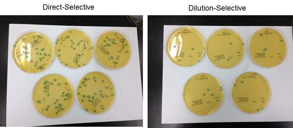 Figure 53. L. monocytogenes colonies on ALOA-selective agar (left) and 1/6 dilution (right)