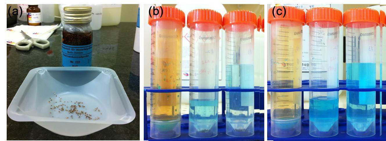 Testing of acid digestion of copper alloy with 68 % HNO3 3 mL, 1:5 diluted HNO3 (68 % HNO3 : Water = 1:5 v/v) 15 mL and 30 mL from left tube to right tube; (a) BAM 227 copper alloy, (b) after addition of acids, (c) after 24 hour reaction