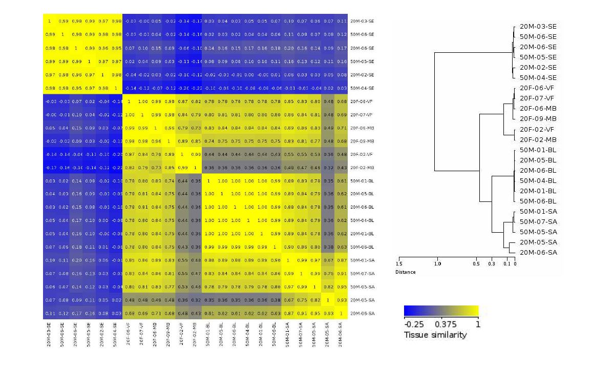 그림 5. 66개 체액 특이적 후보 CpG site의 methylation percentage를 바탕으로 생성한 23개 체액 시료의 tissue similarity clustering과 dendrogram