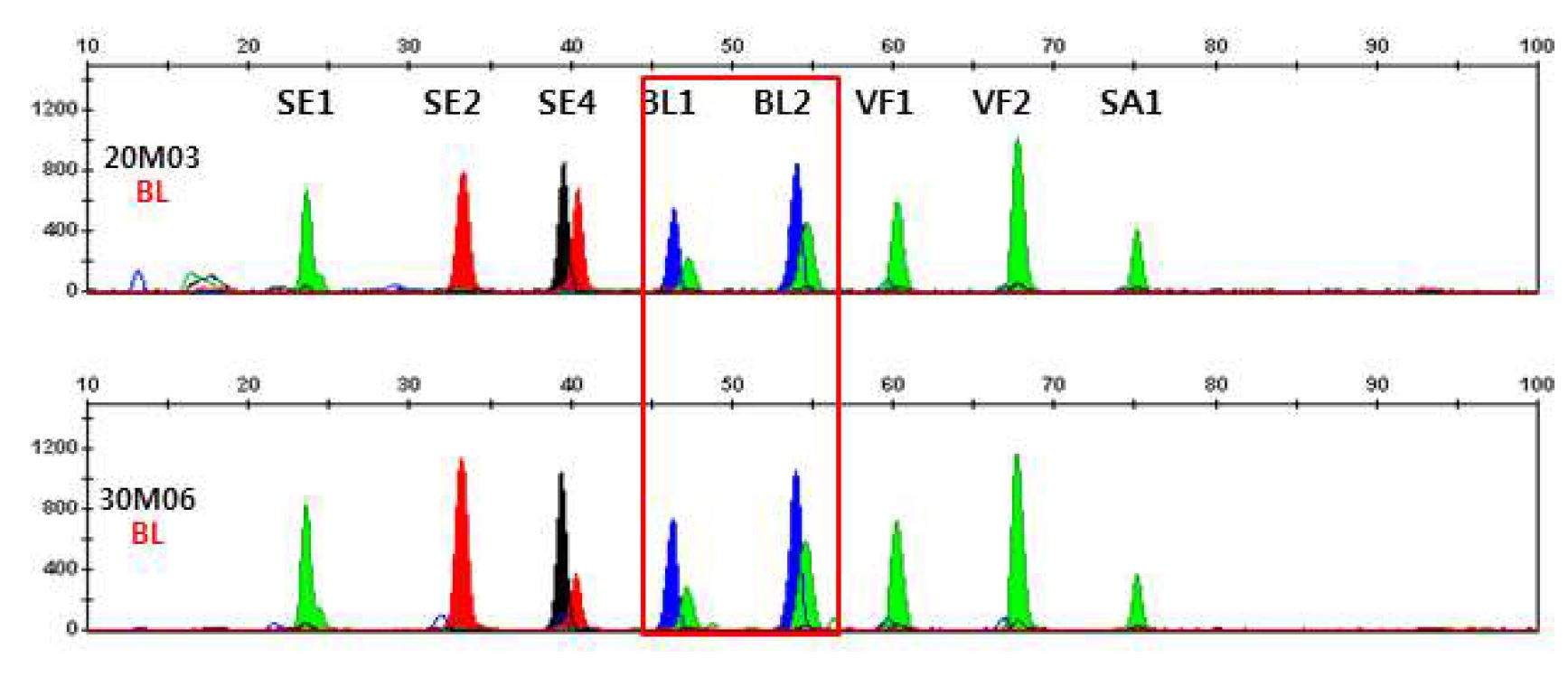 그림 7. 혈액에서 multiplex methylation SNaPshot을 이용한 DNA methylation profiling