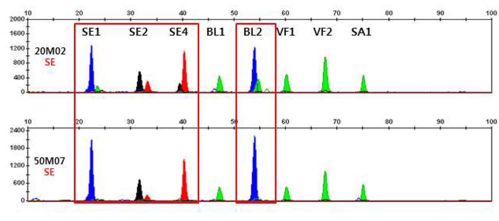 그림 9. 정액에서 multiplex methylation SNaPshot을 이용한 DNA methylation profiling