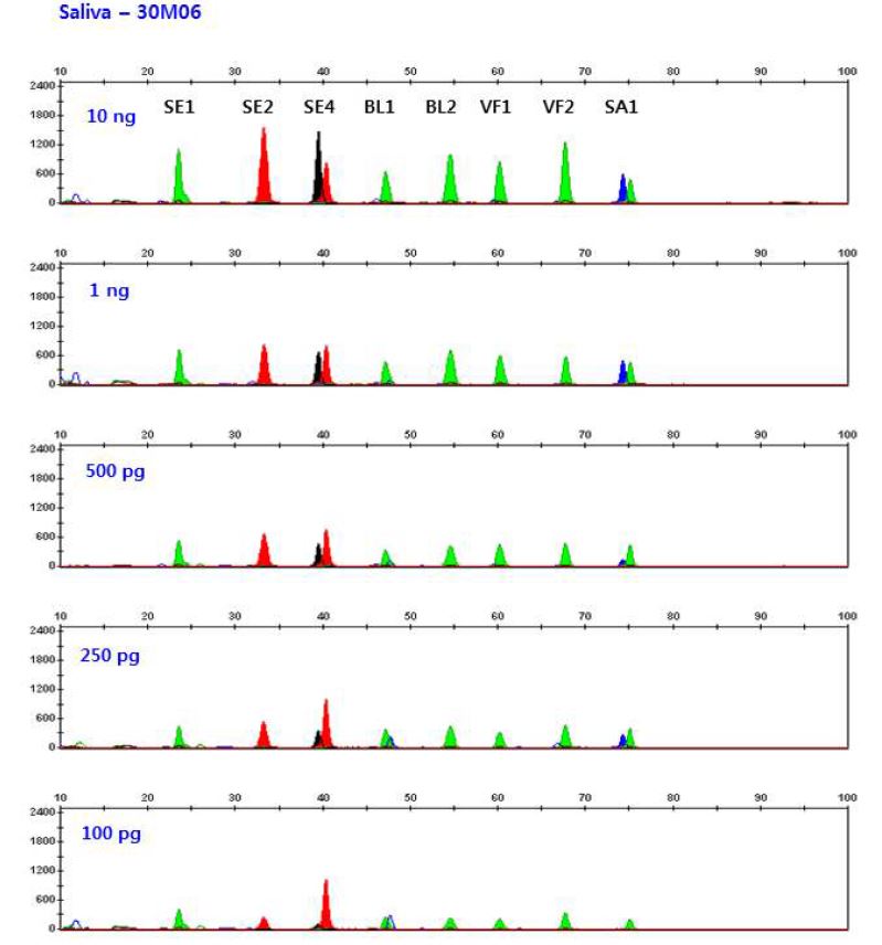 그림 12. 다양한 농도의 타액 DNA에서 multiplex methylation SNaPshot을 이용한 DNA methylation profiling