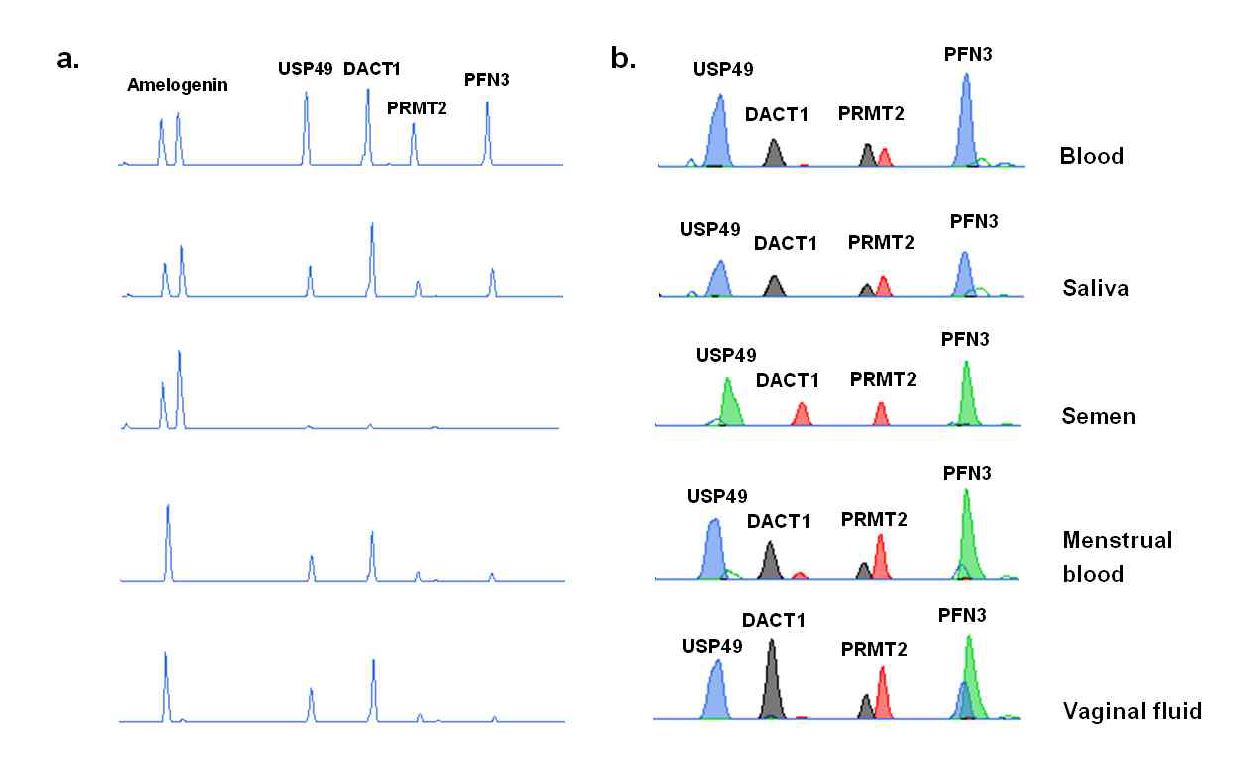 그림 1. 다양한 체액에서 (a) MSRE-PCR 과 (b) methylation SNaPshot을 이용한 DNA methylation profiling 결과