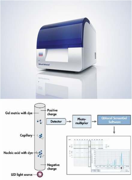 F ig 2. The appearance of QI AxcelR Advanced system hardware and the results of electrophoresis by QI AxcelR Advanced system