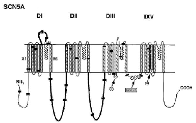 Fig. 2. Genomic structures of SCN5A.