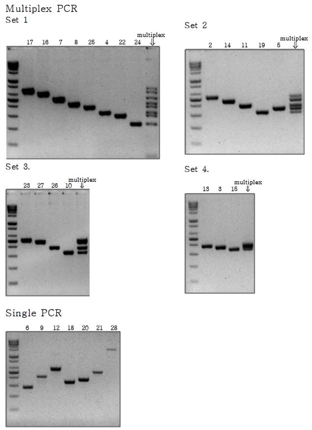 Fig. 4. Agarose gel electrophoresis of multiple and single PCR products from exon 2 to exon 28 of the SCN5A gene.