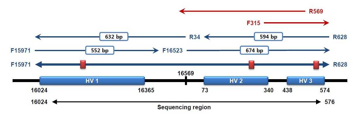 Figure 6. Arrangement of primers for mtDNA control region PCR and sequencing.