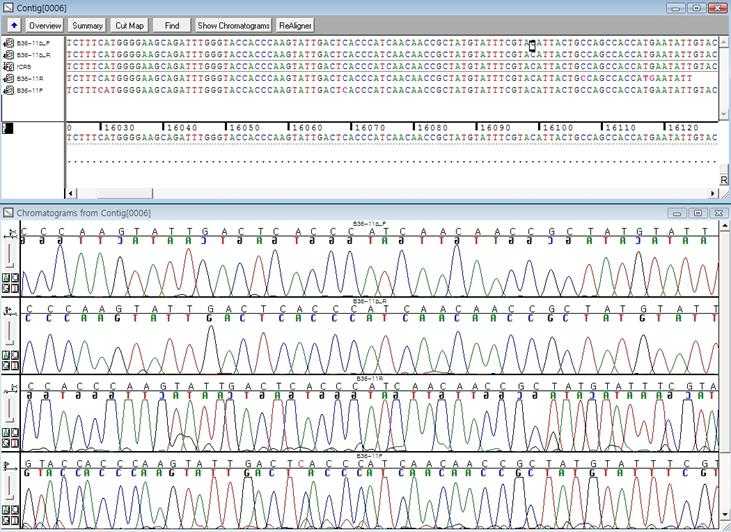 Figure 8. Sequence alignment and variants detected using the Sequencher software.