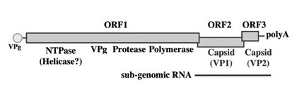 Norovirus genome