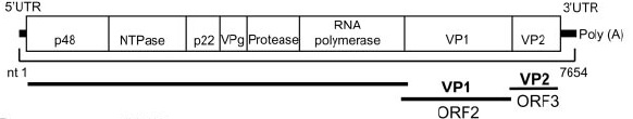 Genetic structure of Norovirus