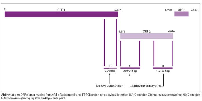 Genomics regions targeted by RT-PCR assays used for Norovirus detectionand genotyping