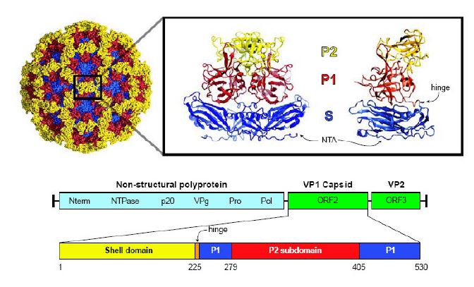 Schematic overview of the NoV particle