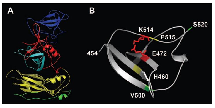 Location of critical residues within the MAb NV3901 and MAb NV3912binding region