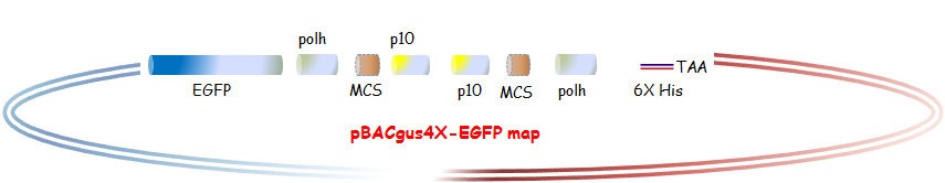 BEVS-EGFP expression system