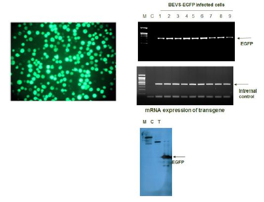 Confirmation of the BEVS-EGFP expression system by EGFP