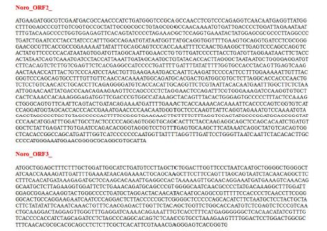 Sequences of Norovirus VP1 and VP2 regions