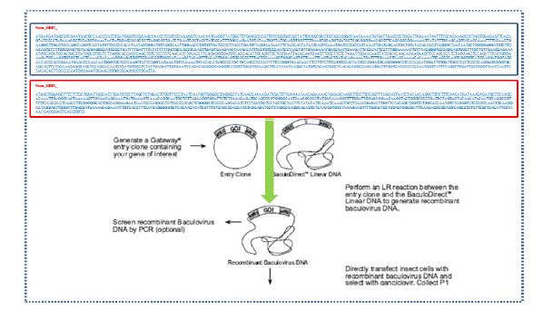 Schematic diagram for recombinant Baculovirus propagation containingNorovirus VP1 and VP2 genes