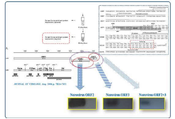 Schematic diagram for rVLP propagation using recombinant Baculovirusexpression system and confirmation of VP1 and VP2 proteins expression by Western Blotting method