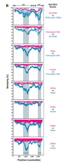 Hypervariable regions in protruding domain 2 (P2 domain) of VP1 and theVP1 interaction domain (VP1-ID) of VP2 in the global evolution of pandemic/epidemic Norovirus genogroup II genotype 4 (NoV GII.4) strains from the mid-1970s through post-2006