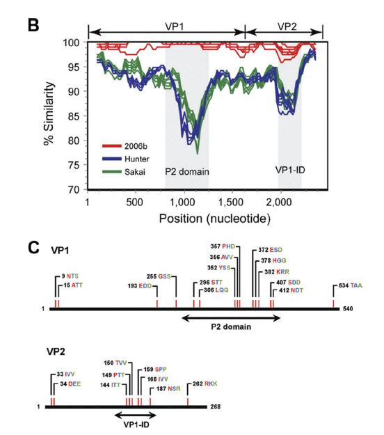 Hypervariable regions in protruding domain 2 (P2 domain) of viral protein1 (VP1) and the VP1 interaction domain (VP1-ID) of VP2 in the local emergence of the epidemic Norovirus genogroup II genotype 4 (NoV GII.4) 2006b strain