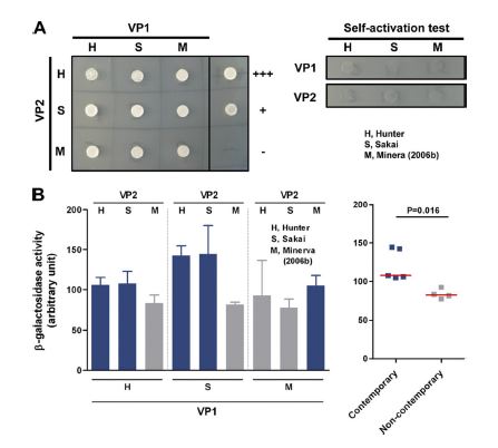 Physical protein-protein interaction between viral protein 1 (VP1) and VP2among 3 human NoV GII.4 strains