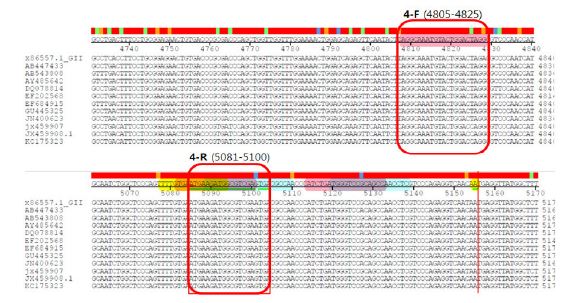 Conserved region of Norovirus GII strain