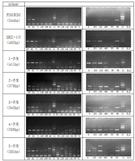 RT-PCR results with 7 different primer pairs