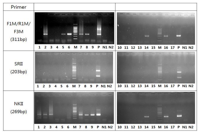 Result of RT-PCR with 3 different primer pairs