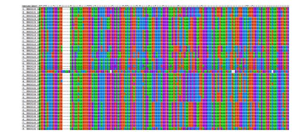 Alignment of patient and environment samples of Norovirus GⅡ in 2009