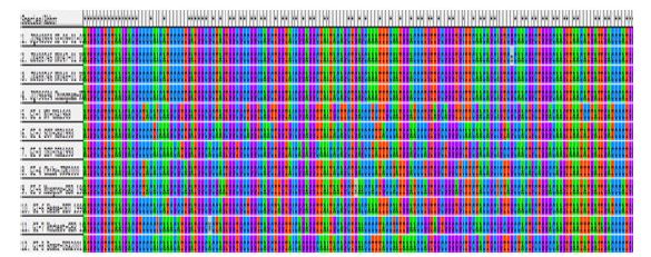 Alignment of patient and environment samples of Norovirus GⅠ in 2009