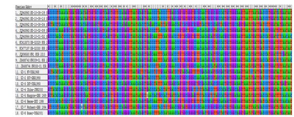 Alignment of patient and environment samples of Norovirus GⅠ in 2010