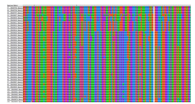 Alignment of patient and environment samples of Norovirus GⅡ in 2010