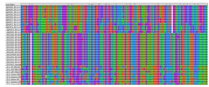 Alignment of patient and environment samples of Norovirus GⅠ in 2011