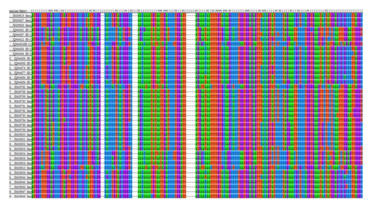 Alignment of patient and environment samples of Norovirus GⅡ in 2011