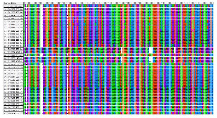 Alignment of patient and environment samples of Norovirus GⅡ in 2011