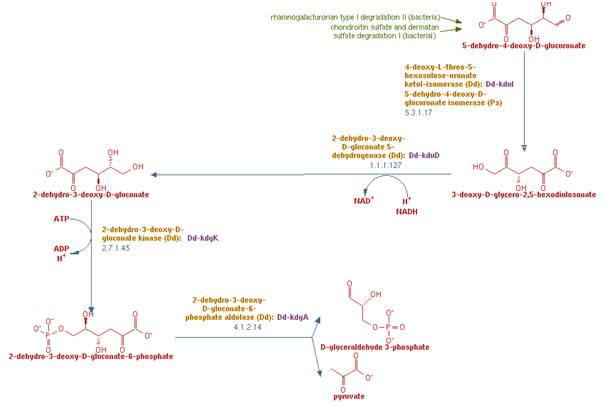 알긴산 분해물인 5-dehydro-4-deoxy-D-glucuronate가 E. coli의 효소인 kudI, kduD, kdgK, kdgA (eda)에 의해 pyruvate와 G3P로 전환되는 과정