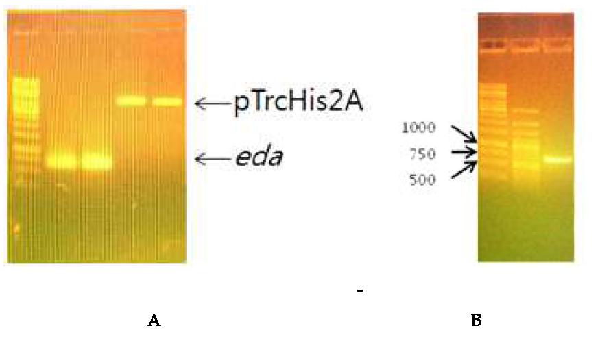 전기영동 결과A : eda PCR product B : BamH I, Xho I으로 절단된 eda 유전자와 pTrcHis2A