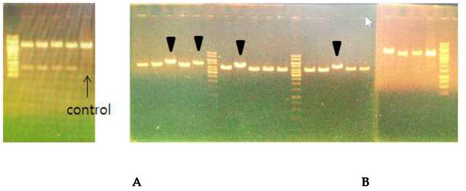 새로운 콜로니 내의 플라스미드 크기 확인 결과.A : BamH I 처리결과 B : Xho I으로 추가 처리한 결과.