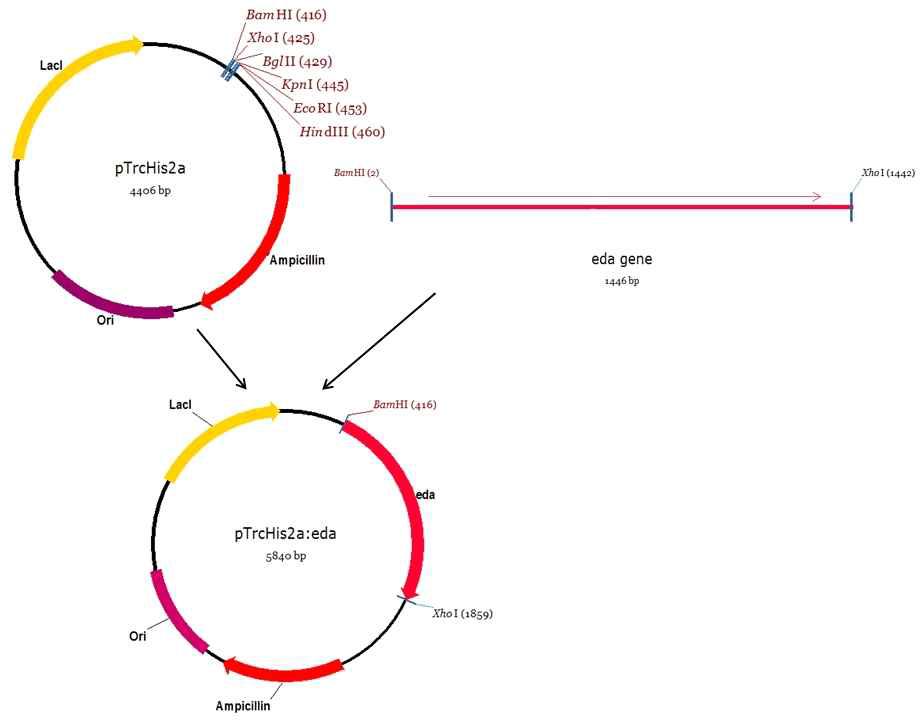 플라스미드 pTrcHis2a-eda의 설계.
