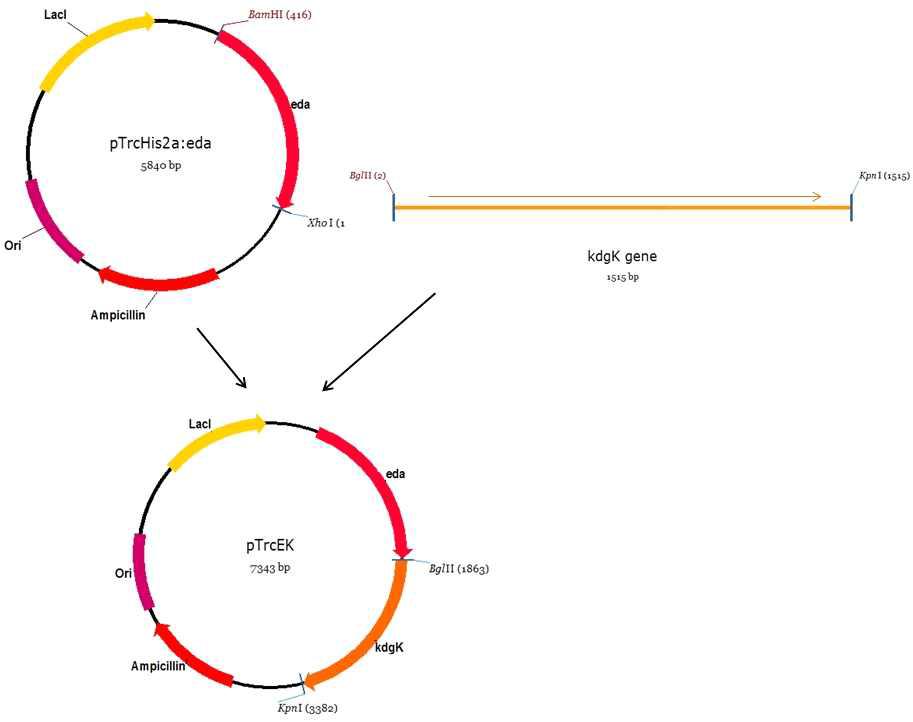 플라스미드 pTrcEK를 제조하기 위한 pTrcHis2:eda에 kdgK gene이 삽입 모식도.