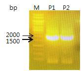 kduI, kduD 유전자의 PCR 증폭결과.